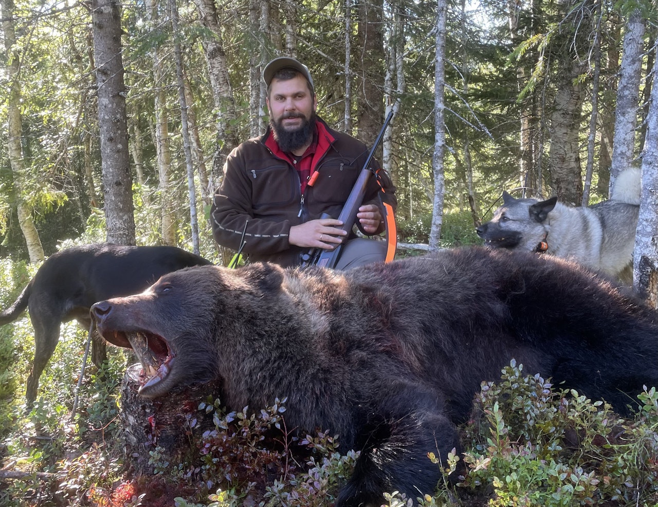 SKADEFELLING: Brunbjørnen på 150-200 kilo ble felt etter å ha herjet i området. (Foto: Marius Småli Melting)