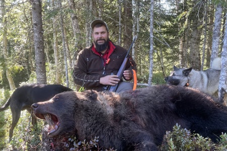 SKADEFELLING: Brunbjørnen på 150-200 kilo ble felt etter å ha herjet i området. (Foto: Marius Småli Melting) SKADEFELLING: Brunbjørnen på 150-200 kilo ble felt etter å ha herjet i området. (Foto: Marius Småli Melting)