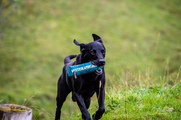 APPORTØR: Med rett trening kan du få en svært dyktig hund under jakta. (Foto: Daniel André Runå)