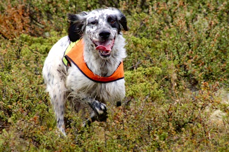 FULL FRES: Selv om rypene var i det vriene hjørnet vitner dette bildet om høy trivsel hos hundene. (Foto: Trond Erik Berg) FULL FRES: Selv om rypene var i det vriene hjørnet vitner dette bildet om høy trivsel hos hundene. (Foto: Trond Erik Berg)
