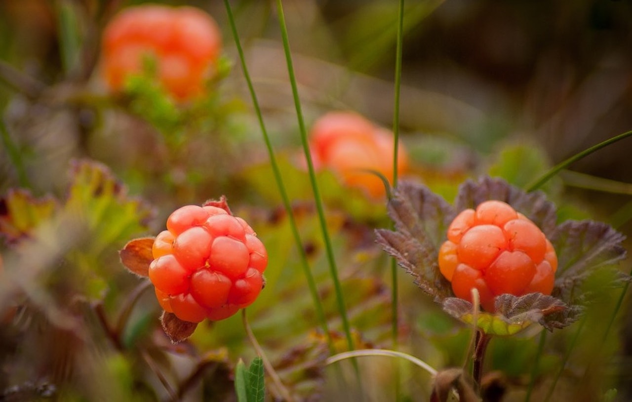 GODT MODEN: Å komme over en rik moltemyr er godt som gull! Foto: Gunhild Aaslie Soldal molter