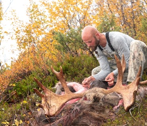 DYRERE: Nå blir det dyrere å felle større elger. Ill.foto: Kjell-Erik Moseid. DYRERE: Nå blir det dyrere å felle større elger. Ill.foto: Kjell-Erik Moseid.