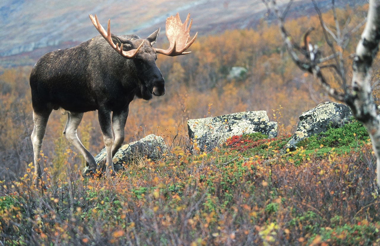 FÆRRE: Trenden fortsetter og det felles mindre elg på landsbasis. Foto: Kjell-Erik Moseid