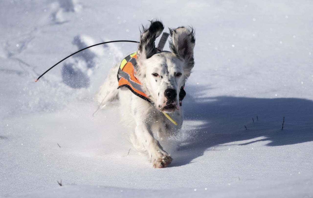 Økning: Det blir stadig flere registrerte jakthunder. Foto: Jo Stenersen Økning: Det blir stadig flere registrerte jakthunder. Foto: Jo Stenersen