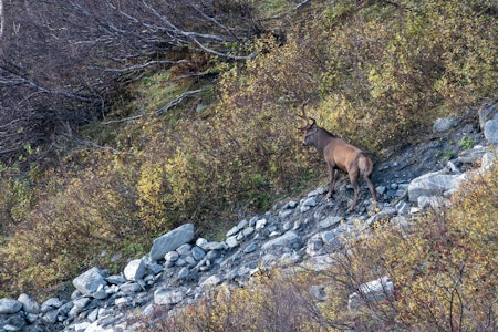 NY REGION: Fra høsten av blir et nytt område en del av den nasjonale overvåkningen av hjort. (Foto: Nils-Olav Talgøy)