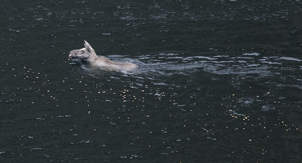 Svømmer ut av jaktområde. Når oksen er skutt, fortsetter jakta på et dyr til, men dette dyret vil ikke mot postene. Det viser seg at dette er ei elgku som tar i vei i motsatt retning og svømmer over sjøen og til naboterrenget.