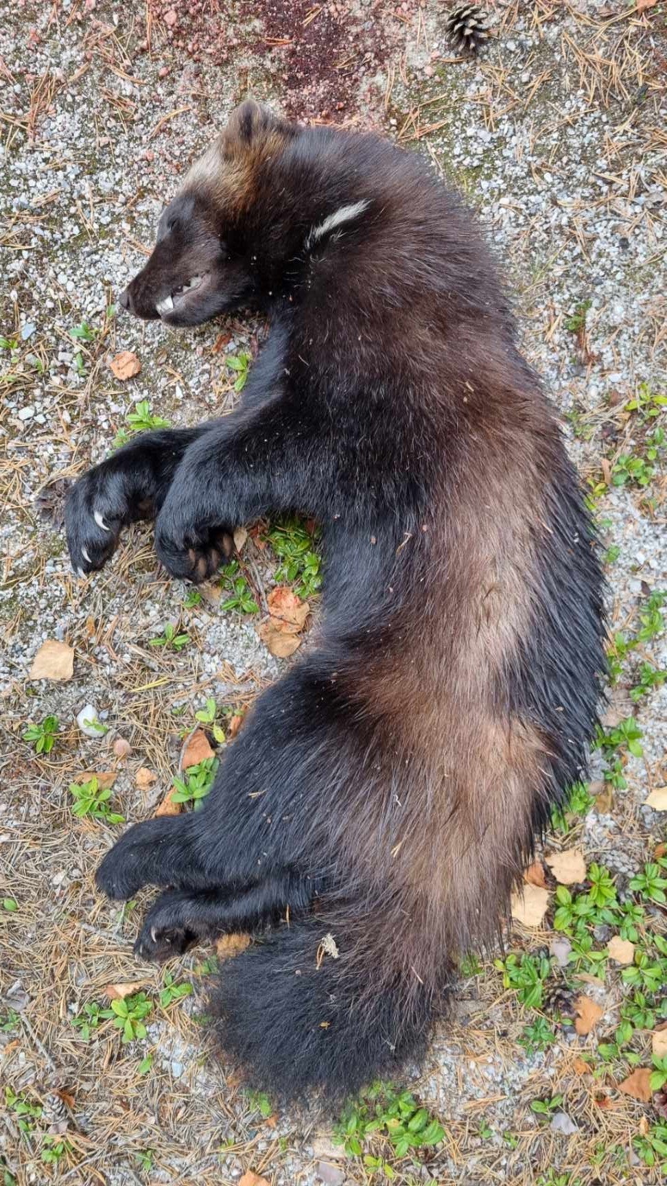 JERV: Jerven på 12,7 kilo ble felt øst for Undset i Rendalen kommune. (Foto: Lars Gangås)