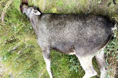 SKUTT: Alt tyder på at elgen ble skutt fra veien. (Foto: John Vidar Salvesen) SKUTT: Alt tyder på at elgen ble skutt fra veien. (Foto: John Vidar Salvesen)