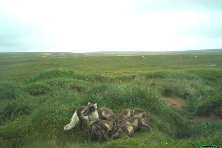 STOR ØKNING: På Varangerhalvøya har fjellreven nesten tredoblet seg sammenlignet med fjoråret. (Foto: Statens Naturoppsyn, viltkamera) STOR ØKNING: På Varangerhalvøya har fjellreven nesten tredoblet seg sammenlignet med fjoråret. (Foto: Statens Naturoppsyn, viltkamera)