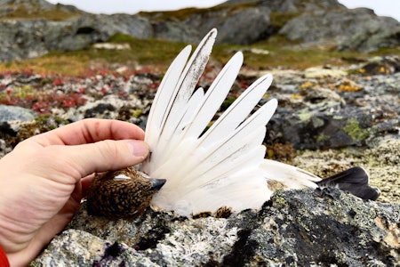 RYPEKYLLING: Tredje vingefjær er alltid kortere på rypekyllinger i de første jaktukene.