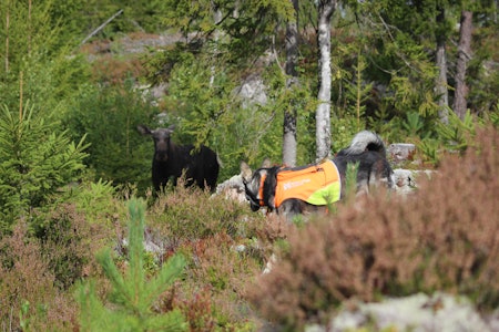 TETT PÅ: Elghunden T-E Hektor under en stålos på elgku. (Foto: Christopher Linnerud) TETT PÅ: Elghunden T-E Hektor under en stålos på elgku. (Foto: Christopher Linnerud)