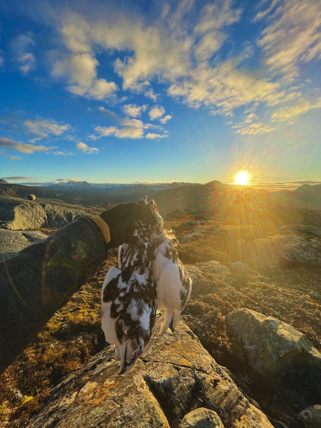 JAKTLYKKE: Lite slår en solnedgang i fjellet med rypefangst.