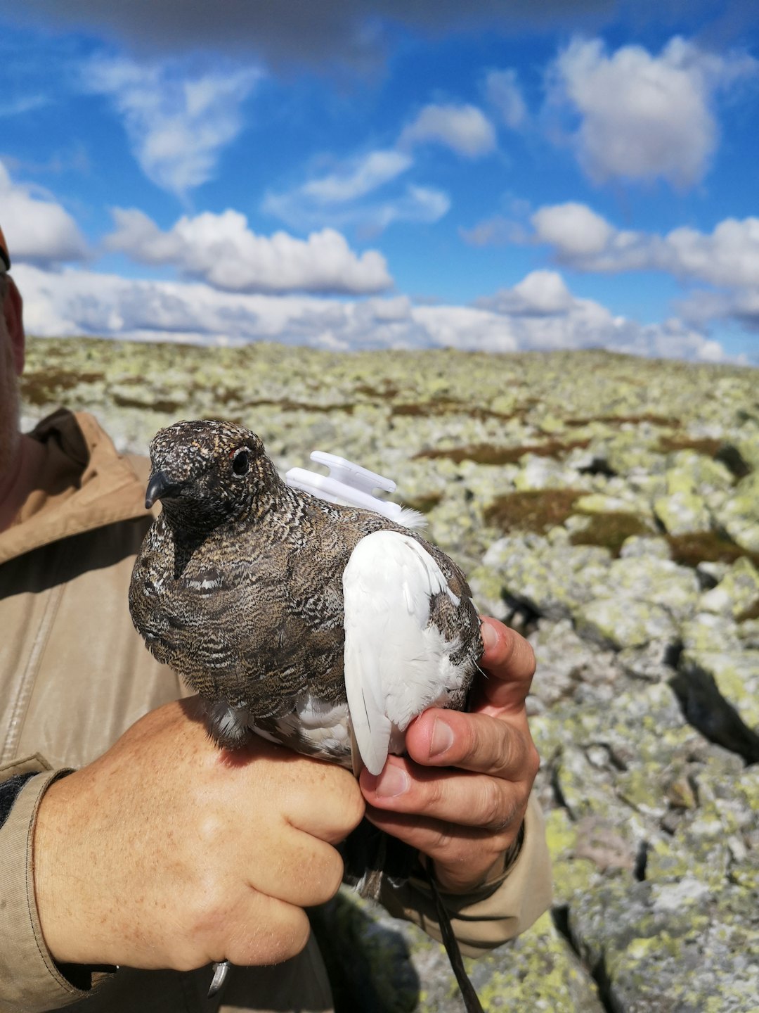 VIKTIG: Senderne blir skånsomt plassert på fuglen, som gir forskerne et viktig innblikk i hvordan fjellrypa bruker fjellområdene. (Foto: Isak Karlstrøm)