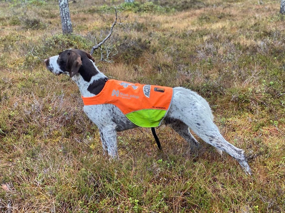 NESE FOR FUGL: Boss finner ofte fuglen, og lyktes med fuglearbeid når det gjaldt som mest. (Foto: Rune Fossum) NESE FOR FUGL: Boss finner ofte fuglen, og lyktes med fuglearbeid når det gjaldt som mest. (Foto: Rune Fossum)