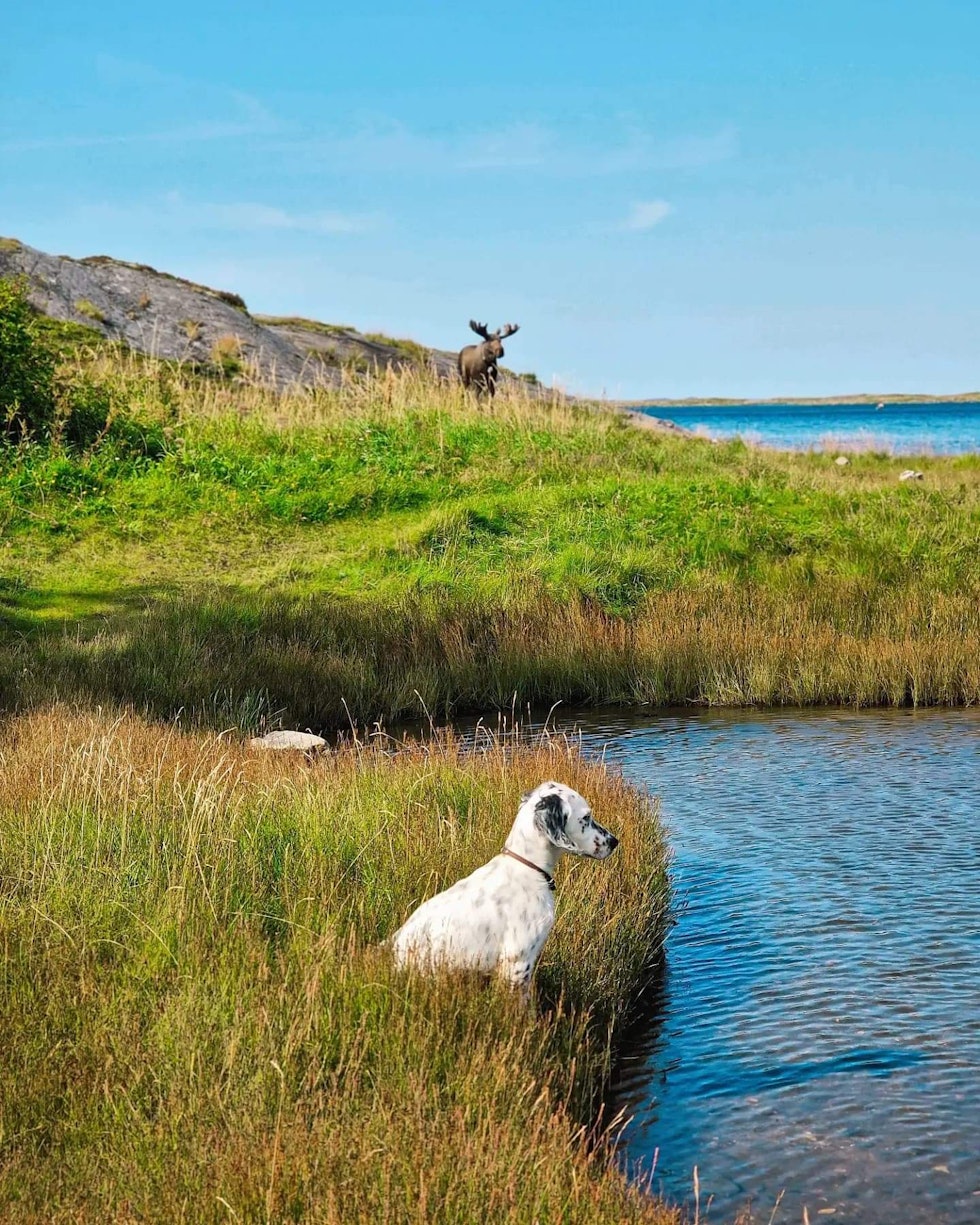 Fuglehundvalp ser utover sjøen mens elgokse følger med i bakgrunnen