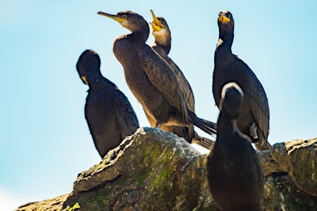 TALLRIK: Skarven har blitt tallrik enkelte steder i innlandet. Bildet viser storskarv. Foto: Jo Stenersen TALLRIK: Skarven har blitt tallrik enkelte steder i innlandet. Bildet viser storskarv. Foto: Jo Stenersen