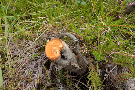 ULOVLIG HOGST: Hogsten i Vikerfjell Naturreservat ble oppdaget i august, og da var da trolig ganske nylig utført. Foto: Statsforvalteren i Oslo og Viken