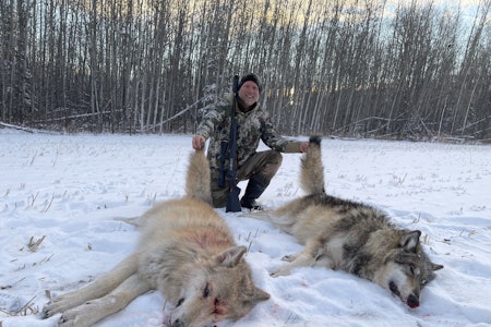 ULVEFANGST: Å få to ulver i samme situasjon er alt annet enn hverdagskost. (Foto: Kristoffer Clausen) ULVEFANGST: Å få to ulver i samme situasjon er alt annet enn hverdagskost. (Foto: Kristoffer Clausen)