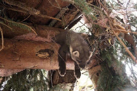 FALLSTOKK: Denne typen felle har fra gammelt av vært brukt til mange typer vilt. Prinsippet er at en stokk faller med stor tyngde ned på en annen stokk. Her har en mår gått i fella. Foto: Nils Olav Talgøy FALLSTOKK: Denne typen felle har fra gammelt av vært brukt til mange typer vilt. Prinsippet er at en stokk faller med stor tyngde ned på en annen stokk. Her har en mår gått i fella. Foto: Nils Olav Talgøy
