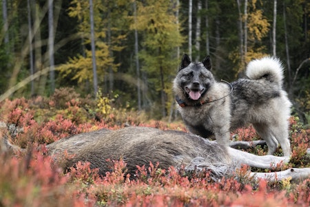 ENKLERE: Nå er det en ny løsning på plass, som gjør det enklere i forbindelse med kravet om godkjent ettersøkshund. Foto: Jo Stenersen ENKLERE: Nå er det en ny løsning på plass, som gjør det enklere i forbindelse med kravet om godkjent ettersøkshund. Foto: Jo Stenersen