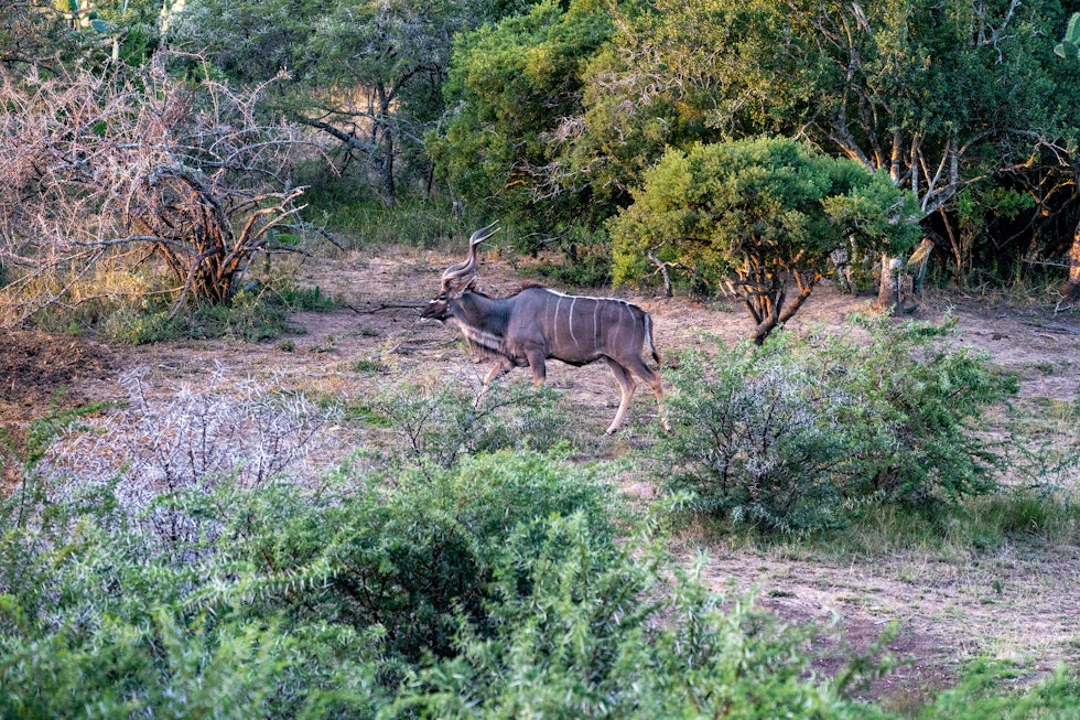 Afrikas grå spøkelse: Kuduen kalles gjerne Afrikas grå spøkelse, noe denne bukken bekrefter: Vi ser den ikke før den plutselig er på vei inn foran oss. Afrikas grå spøkelse: Kuduen kalles gjerne Afrikas grå spøkelse, noe denne bukken bekrefter: Vi ser den ikke før den plutselig er på vei inn foran oss.