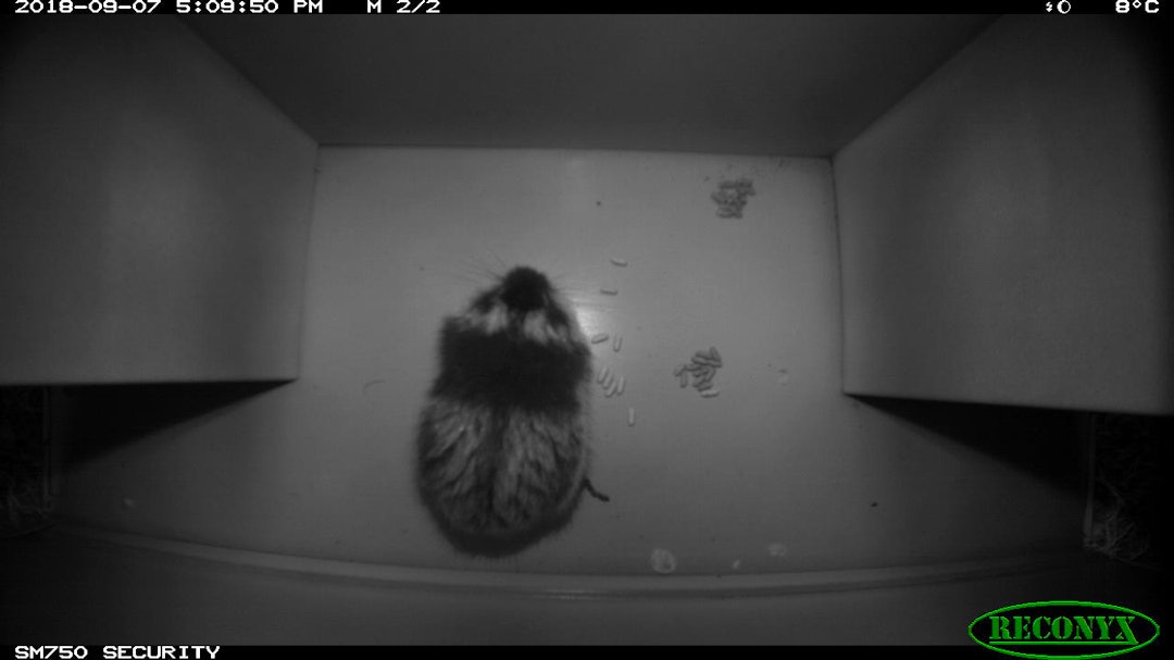 GODE BILDER: Viltkameraet som er plassert i taket på tunnelen gir klare bilder på hvilke arter som beveger seg inni den.