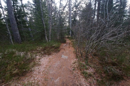 BART: Dette bildet er tatt på nordsiden av Baklidammen og viser de gjeldende forholdene i Bymarka i øyeblikket. Foto: Knut Andreas Lone