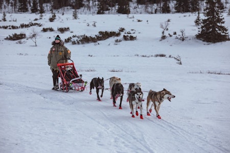 PÅ STARTSTREKEN: Olivia Andresen skal for første gang delta som senior i Finnmarksløpet. Foto: Ida Marie Pettersen PÅ STARTSTREKEN: Olivia Andresen skal for første gang delta som senior i Finnmarksløpet. Foto: Ida Marie Pettersen