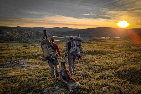 SÅRBART: Villreinen på Hardangervidda er svært utsatt. Nå fortviler jegere over at et stort antall reinsbukker skal skytes ned for å stanse mulig smitte av skrantesyke. Foto: Ann Kristin Bakkane.