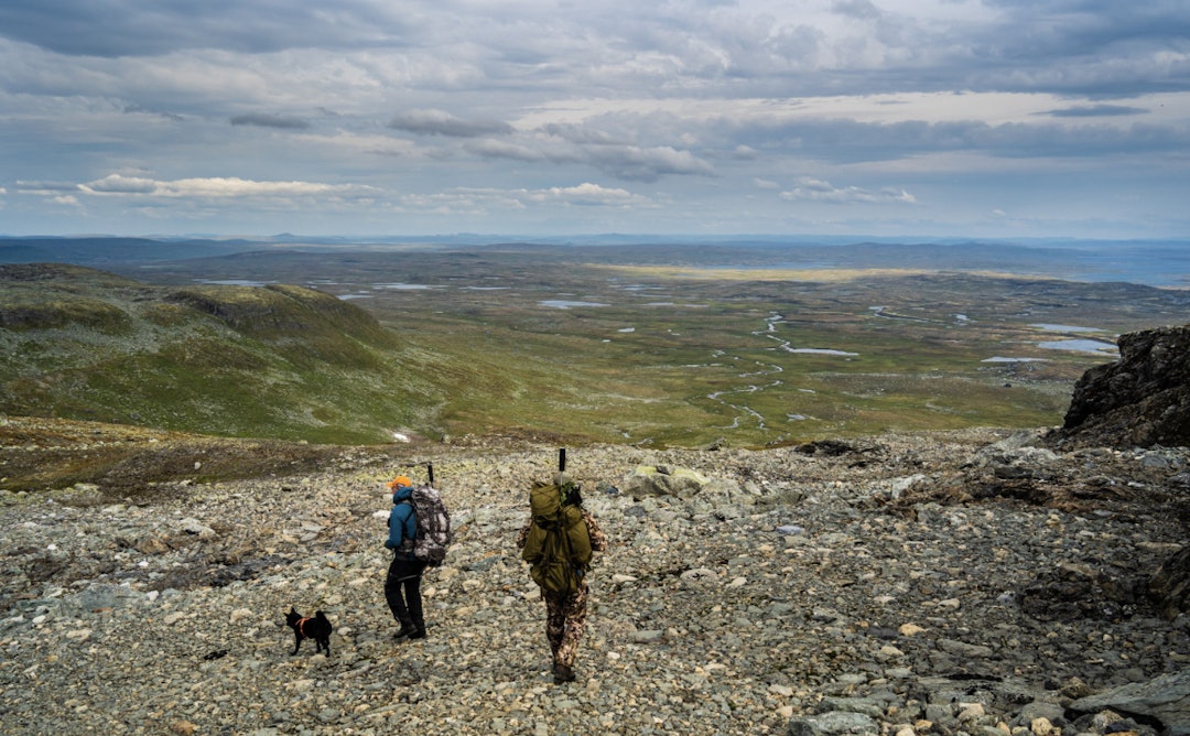 VILLREINJAKT: Så langt som mulig er det ordinær jakt som er det viktigste i kampen mot skrantesyke. Foto: Kieran Kolle VILLREINJAKT: Så langt som mulig er det ordinær jakt som er det viktigste i kampen mot skrantesyke. Foto: Kieran Kolle