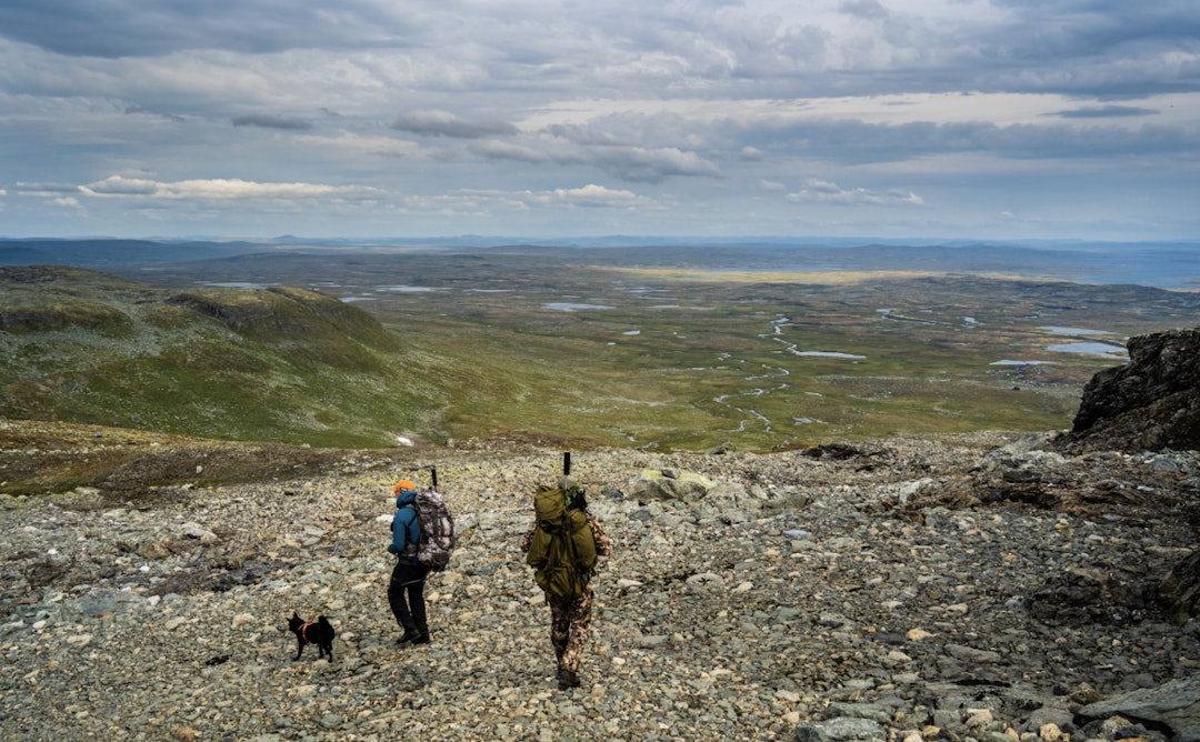 VILLREINJAKT: Så langt som mulig er det ordinær jakt som er det viktigste i kampen mot skrantesyke. Foto: Kieran Kolle