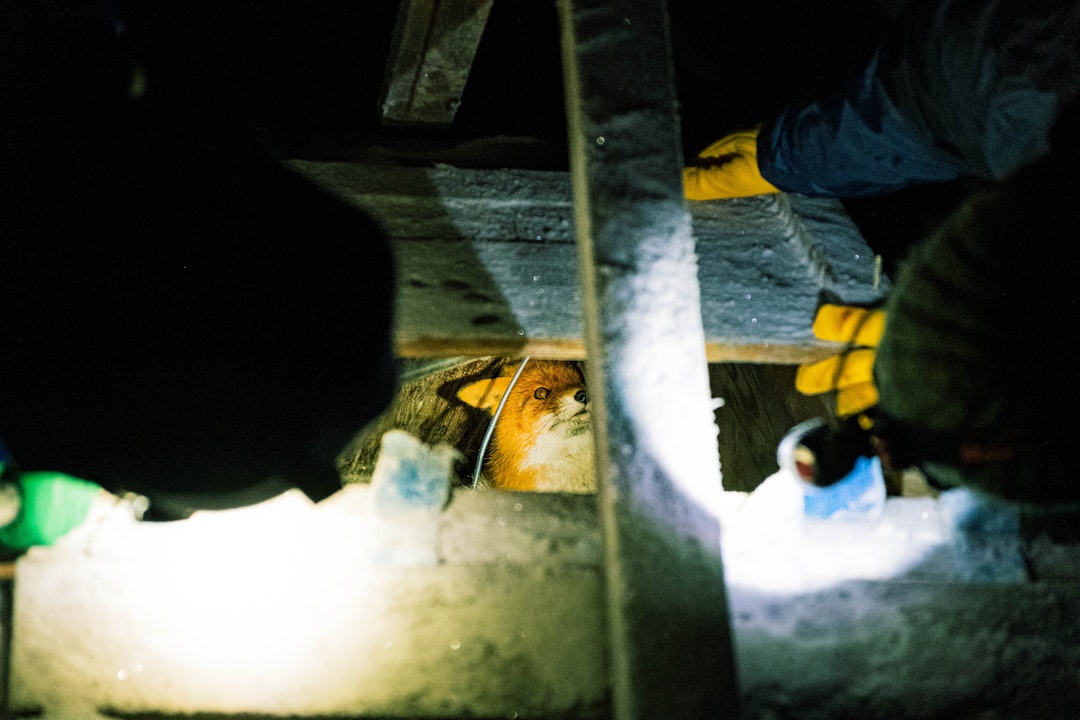 I FELLA: Murphy lot seg til slutt lure inn i fella for tredje gang – og denne gangen virket fella som den skulle. I FELLA: Murphy lot seg til slutt lure inn i fella for tredje gang – og denne gangen virket fella som den skulle.