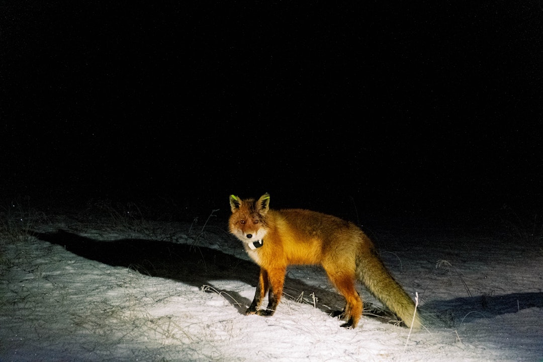 STOPPET OPP: Murphy betrakter oss lenge i skinnet fra hodelyktene, før han omsider labber innover i mørket og forsvinner. STOPPET OPP: Murphy betrakter oss lenge i skinnet fra hodelyktene, før han omsider labber innover i mørket og forsvinner.