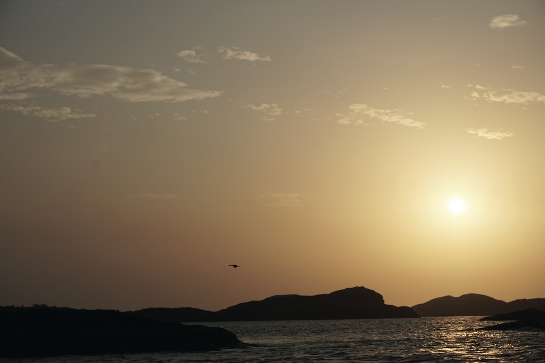 En storskarv flakser forbi ute i havet, bort fra jegerne og til tryggere omgivelser.