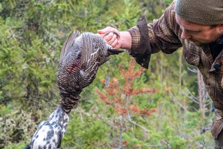 Ettersøk er lettere med en trent hund. Men jobben skal uansett gjøres. Ettersøk er lettere med en trent hund. Men jobben skal uansett gjøres.