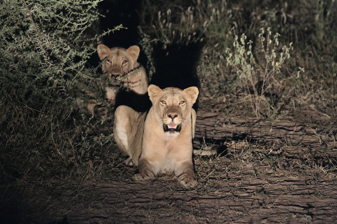 Vi var ikke alltid alene om å jakte på wildebeest. Disse løvene var trolig ute etter samme flokk som oss.
