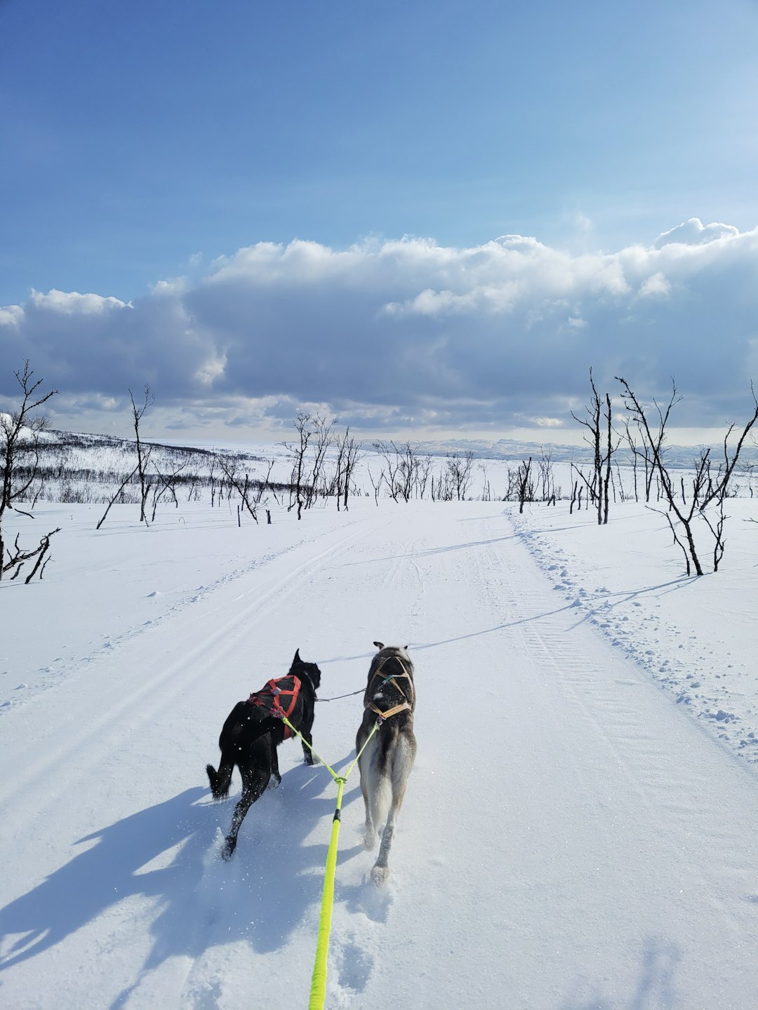 Kjørestrikken kan brukes for opptil tre hunder. Kjørestrikken kan brukes for opptil tre hunder.