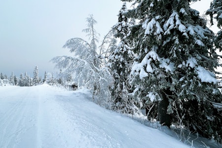 HOLDER SEG KALDT: I Trysil var det hvitt på trærne og minus tre grader tirsdag ettermiddag. Foto: Fredrik Ouren Jostad HOLDER SEG KALDT: I Trysil var det hvitt på trærne og minus tre grader tirsdag ettermiddag. Foto: Fredrik Ouren Jostad