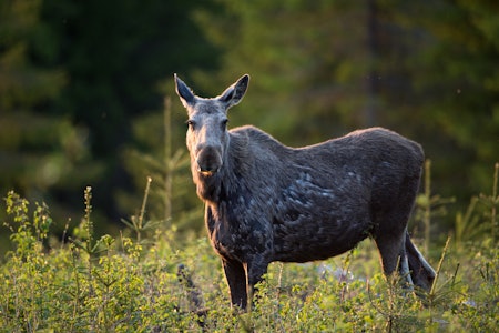 Foto: Jo Stenersen Foto: Jo Stenersen
