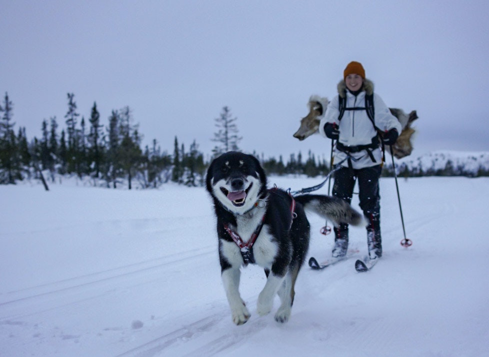 FJELLSKI: Skal du gå på fjellski med hunden, anbefales det å ha fjellski uten stålkanter. Foto: Magnus Lægreid Storebø
