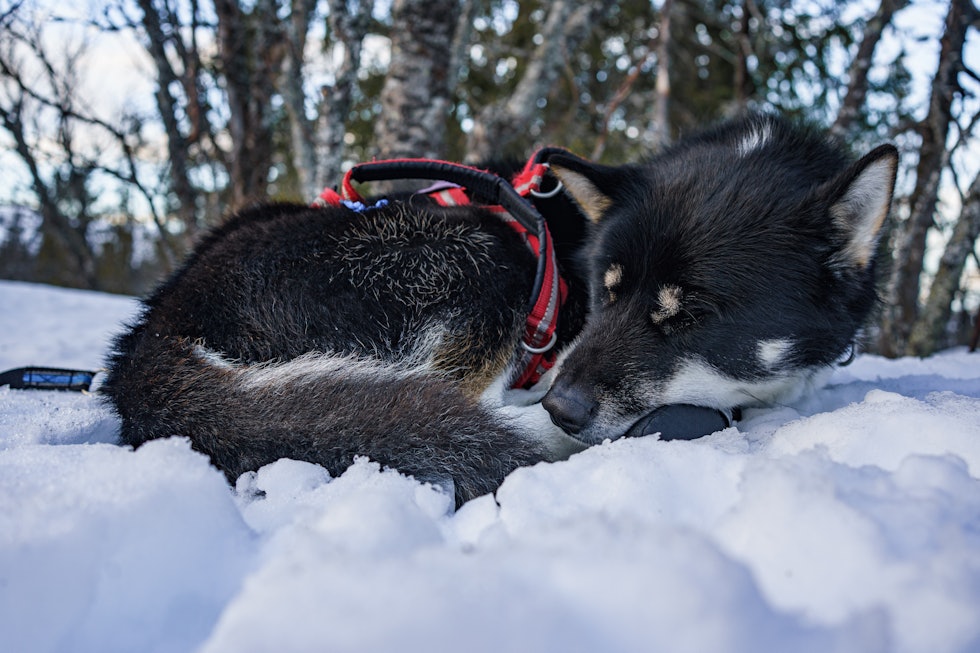 ROBUST PELS: En Grønlandshund er mer egnet til å ligger rett på snøen, enn en hund med mindre pels. Tilpass liggeunderlaget etter behovet til din hund. Foto: Line Victoria Sverdrup