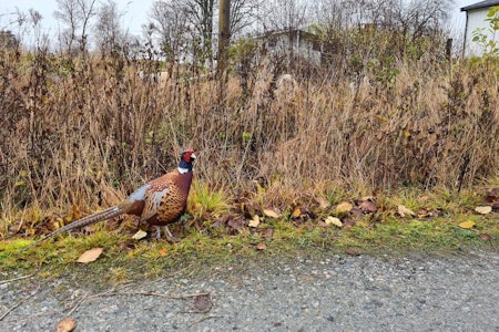 HÅP OM LØSNING: NJFF ønsker at det skal kunne foregå utsetting av fasan og rapphøns på en trygg og god måte. (Ill. foto: Bertil Nyheim)