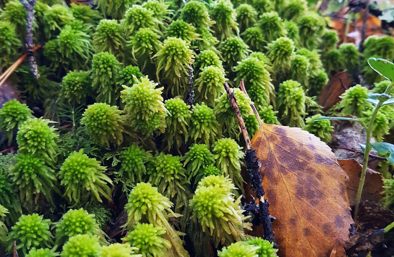 EN NASJONALSKATT: Huldretorvmose er en sjelden art som vokser i sumpete granskog. Den er på norsk rødliste for arter og er truet av grøfting i skogbruk. Foto: Magni Olsen Kyrkjeeide huldretorvmose