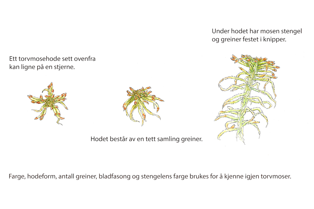 torvmose morfologi