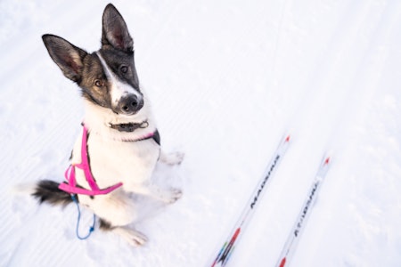 KLAR TIL Å DRA: Lær inn god lydighet i skiløypa slik at unghunder og valper kan gå ved siden av deg mellom trekkøktene. Foto: Therese N. Andersen trekkhund