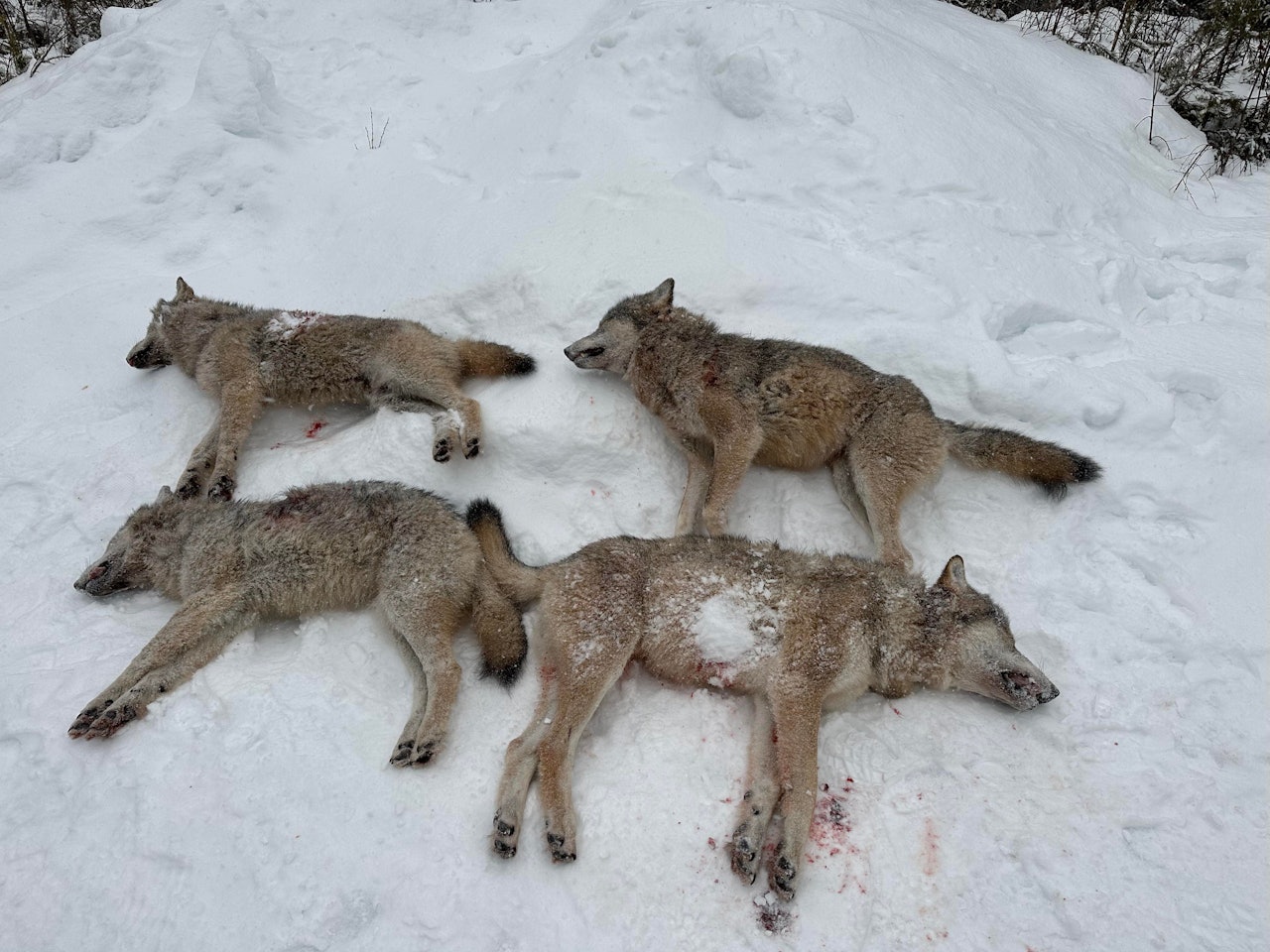 Fire på rappen: Jaktlaget brukte i underkant av 15 minutter på å felle fire ulver. (Foto: Rune Lien)