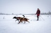 HUNDER MED SNØRING: Hver vinter er det situasjoner mellom folk og hunder i skiløypa som skaper konflikter som kunne vært unngått. Foto: Therese Norman Andersen hund i skiløypa