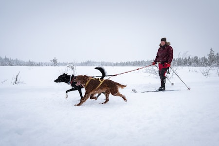 HUNDER MED SNØRING: Hver vinter er det situasjoner mellom folk og hunder i skiløypa  som skaper konflikter som kunne vært unngått. Foto: Therese Norman Andersen hund i skiløypa