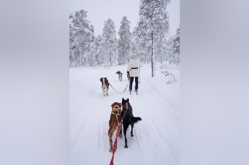 hund og ski