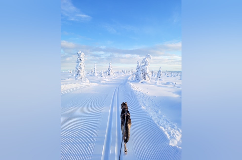 hund og ski